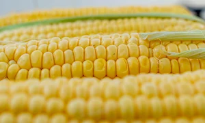 corn 5199393 1280 jpg