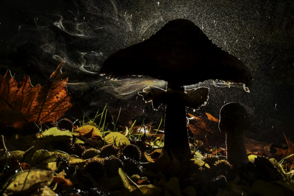 Fotografie premiată la Wildlife Photographer of the Year 2023. Foto: Profimedia Images