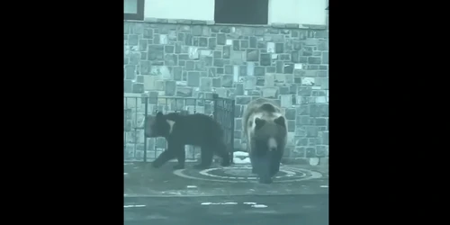 Ursi filmati la sinaia