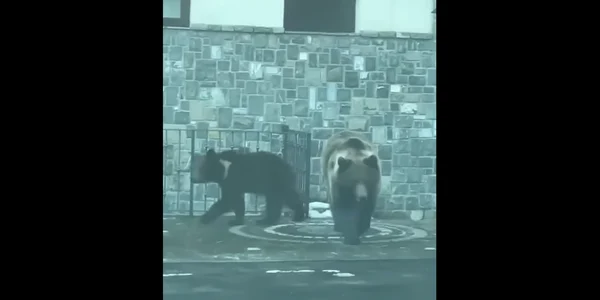 Ursi filmati la sinaia