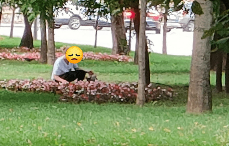 Furt incredibil la Craiova: flori din parc, cu rădăcini cu tot, furate de o femei și cărate cu o mașină de lux