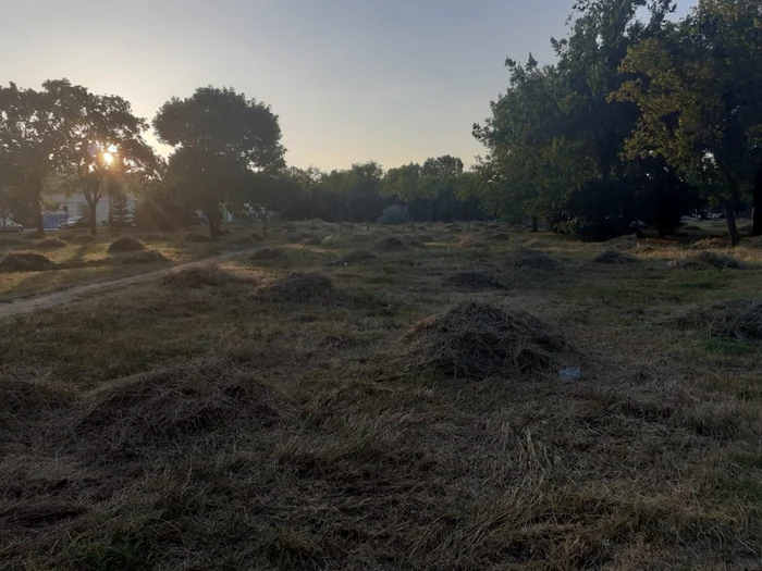 Parcul de la Stadion a fost cosit de firmele primăriei FOTO Ş.Both