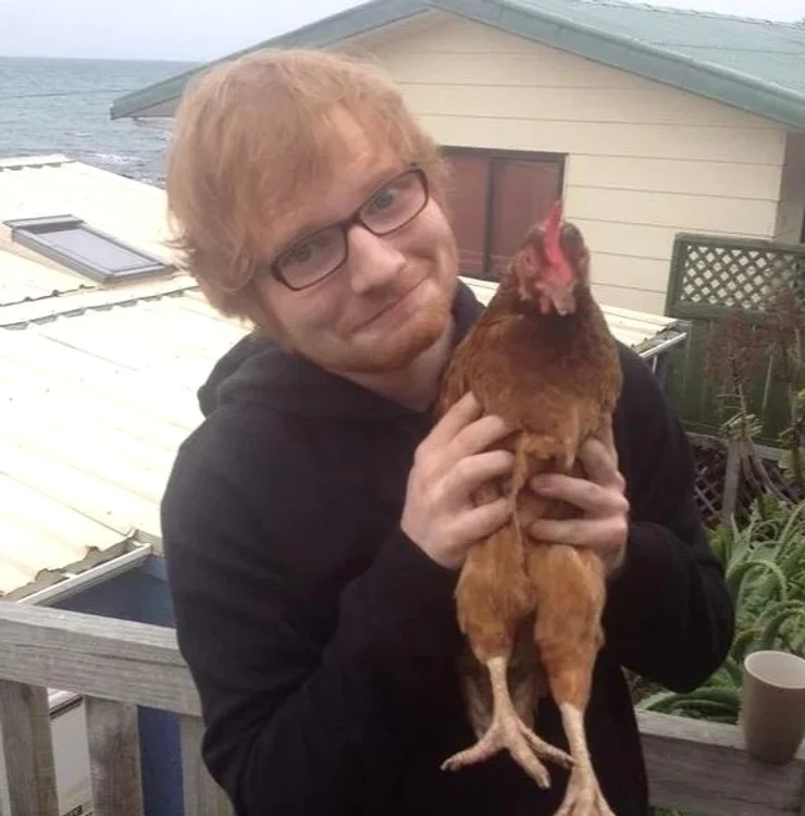 
    Ed Sheeran crește găini pe domeniul lui din Suffolk și mănâncă ouă ”bio”foto: Instagram  