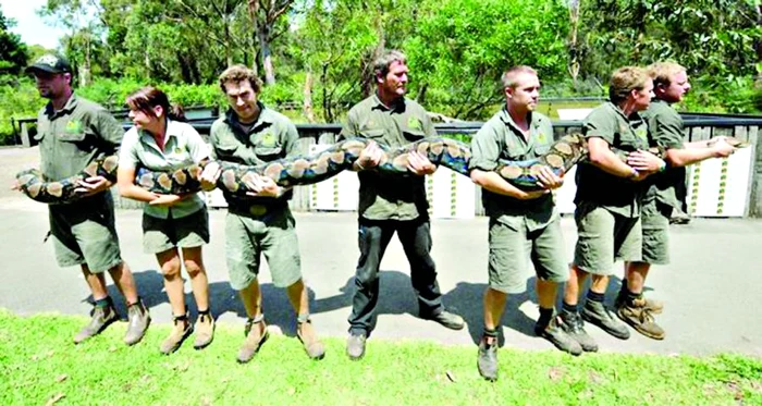 
    Reptila, de 7 m, e atât de grea încât trebuie dusă de şase oameni  