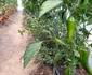 „Grădină dintre vii” din zona Drăgășani Vâlcea Foto Arhivă grădinari Vâlcea
