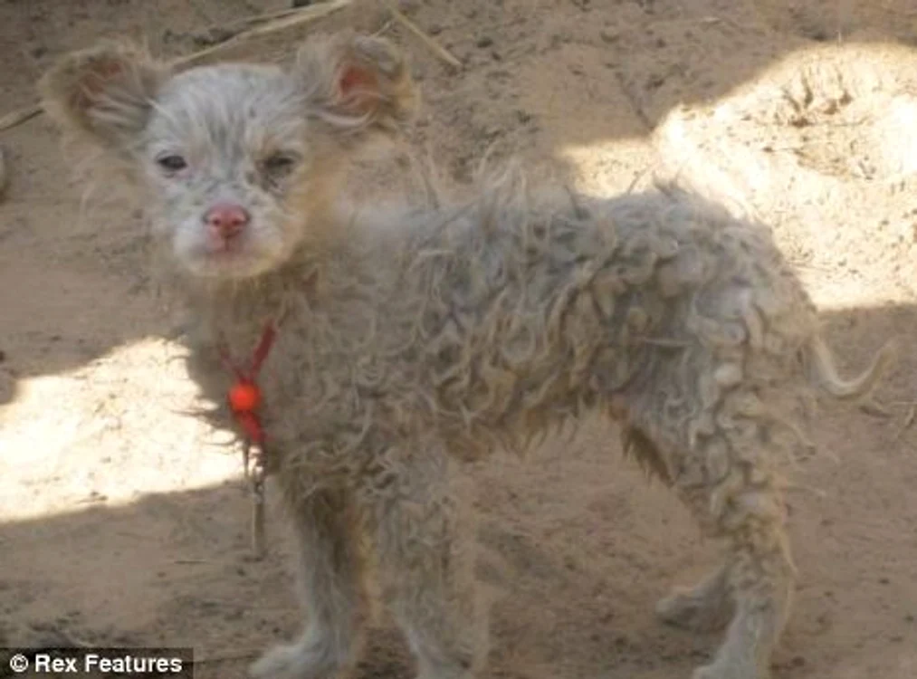 Blănos ca o oaie dar ciudat de asemănător cu un câine (foto: Rex Features,metro.co.uk)