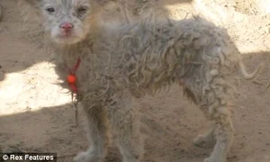 Blănos ca o oaie dar ciudat de asemănător cu un câine (foto: Rex Features,metro co uk) jpeg