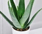 6 aloe vera jpg jpeg