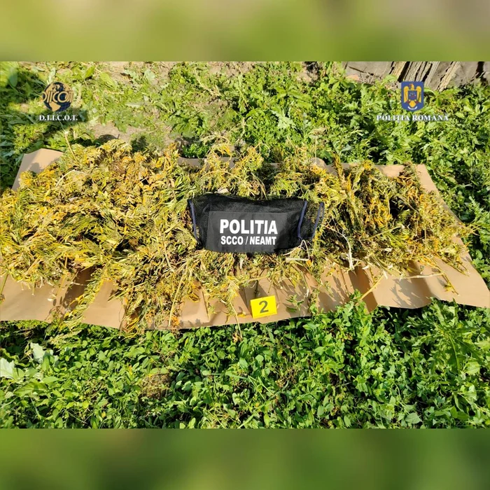 Canabis descoperit la percheziţii FOTO Poliţia - DIICOT
