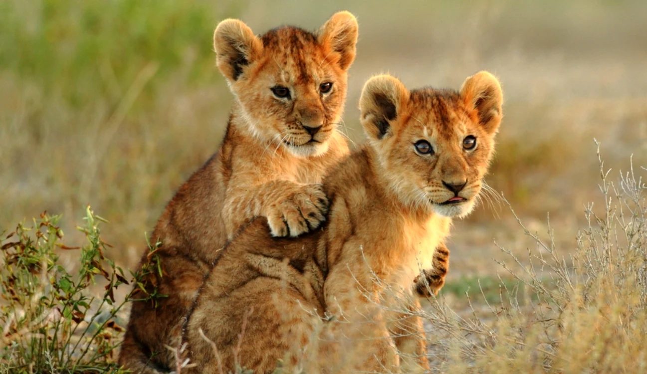 Pui de leu / Foto: Shutterstock