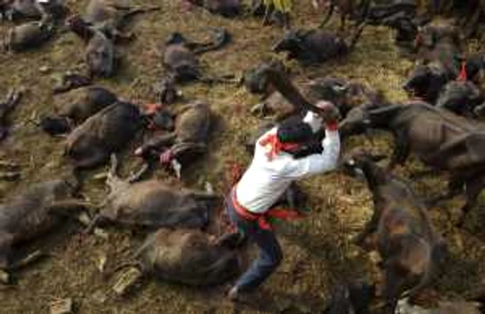 La fiecare cinci ani cel mai mare sacrificiu de animale din lume are loc la Templul Gadhimai în Nepal FOTO AP