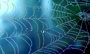 panza de paianjen shutterstock 1761418589 jpg