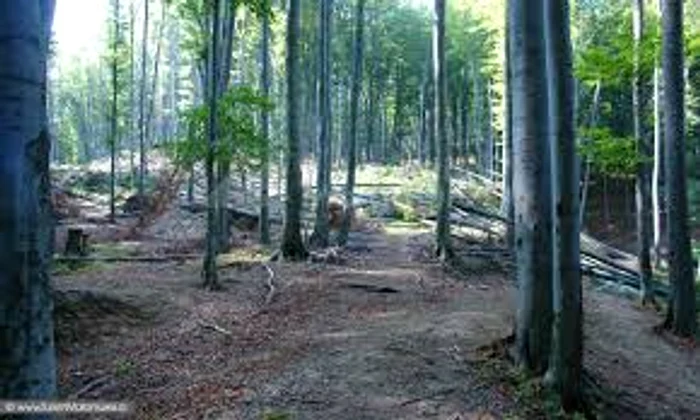 
    Aceasta este pădurea la marginea căreia au fost găsiți abandonați cei trei frați minori  