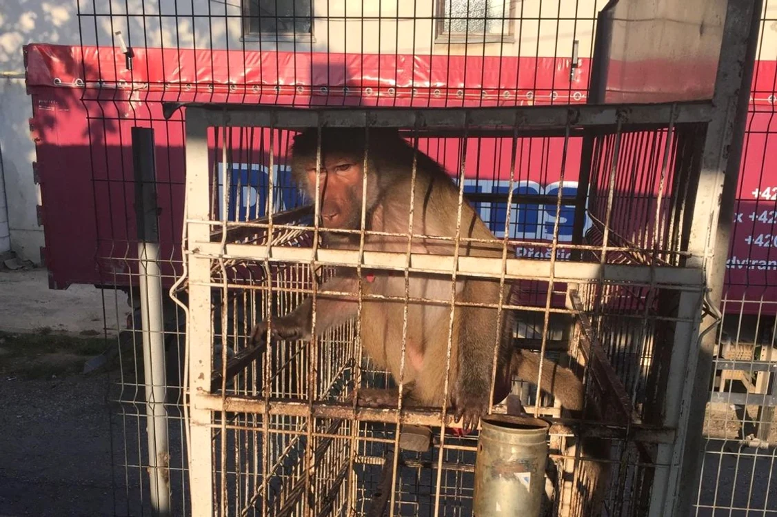 Babuinul n-a cunoscut niciodată gustul libertăţiiFoto: Facebook / Laura Dobrovolski