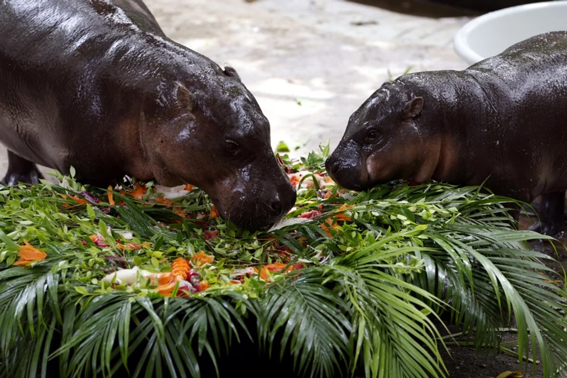 Moo Deng trăiește la o grădină zoologică din Bangkok (Foto: EPAImages)