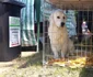 Expoziţie chinologică la Timişoara 2016 FOTO Ştefan Both