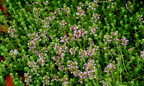 beneficiile cimbrului jpeg