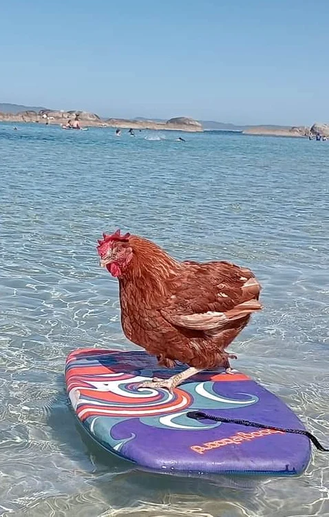 Găina Wendy pe o placă de surf