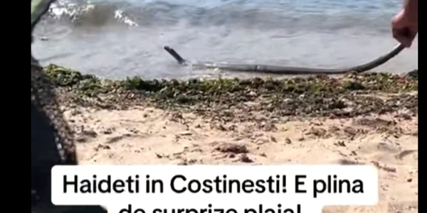 Șarpe pe plajă, Costinești   Foto Captură video png