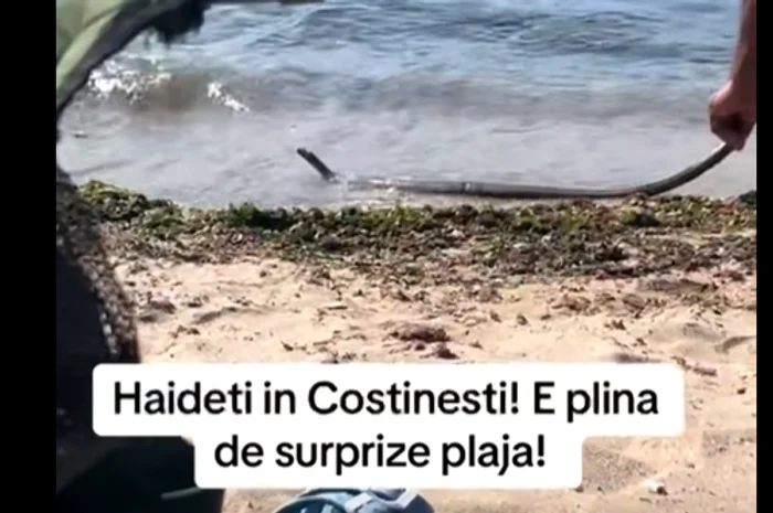 Șarpe, la malul Mării Negre, în Costinești, viral pe rețelele de socializare