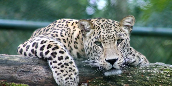 Leopard Foto Unsplash.com