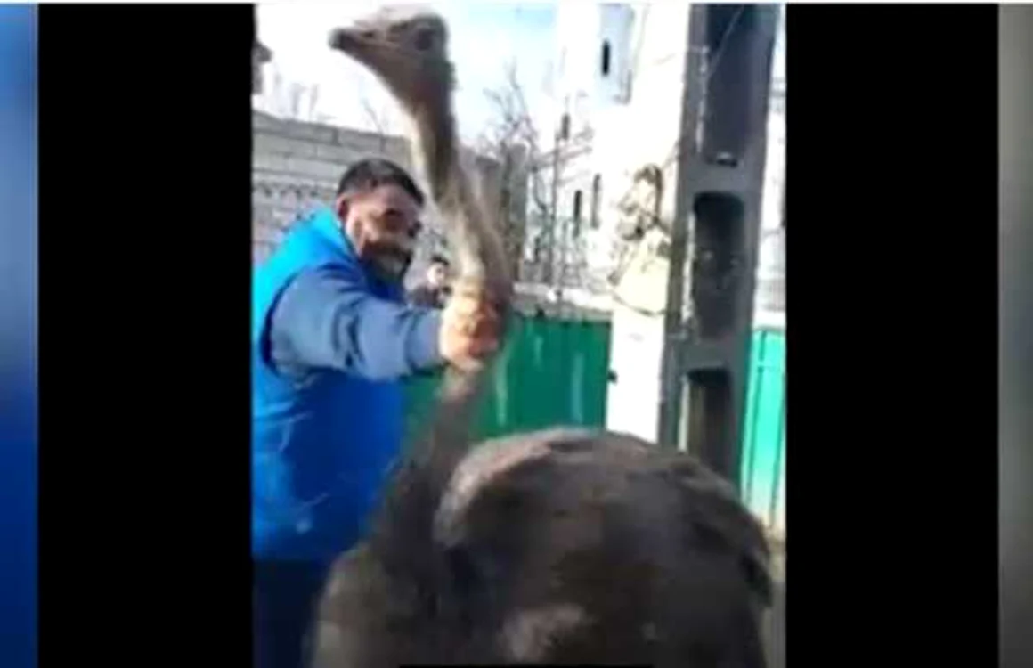 Rromii s-au distrat alergând struţul prin curte înainte de al sacrifica FOTO Youtube/Vremea Nouă