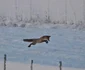 animale salbatice
