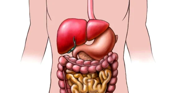Corpul uman sistem digestiv ficat stomac intestine FOTO Fotolia