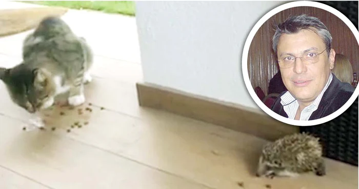 
    Ariciul fură mâncarea  pisicii lui Mărgărit  