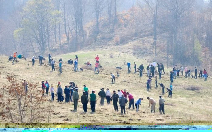 La plantare sunt aşteptaţi 50 de voluntari FOTO Arhivă