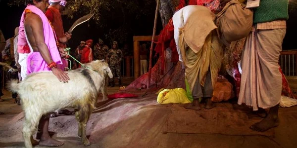 festivalul Gadhimai 2014 - ritual de sacrificare a animalelor FOTO Getty Images 