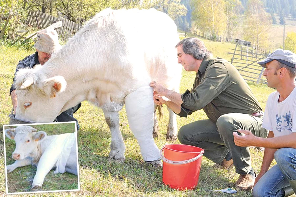 
    Văcuţa s-a  refăcut aproape  complet  