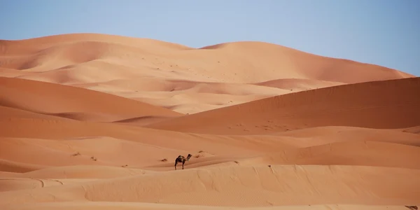 nasalune fck desert 1916882 1280 jpg