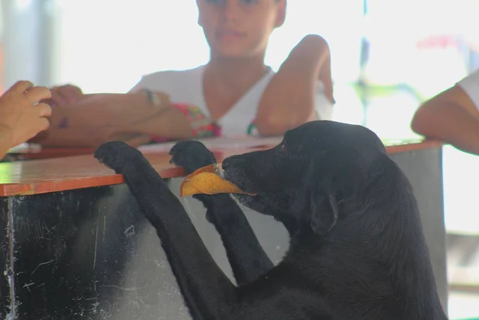 Negro plătește cu frunze pentru biscuiții lui preferați FOTO: X Dragan Gulic