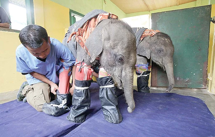 În ciuda eforturilor, puii nu adormeau dacă erau golaşi