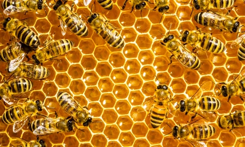 cea mai bună miere jpeg