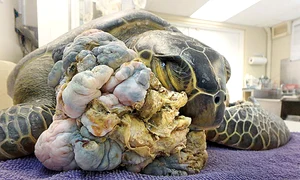 Tumoarea a crescut în zona capului jpeg