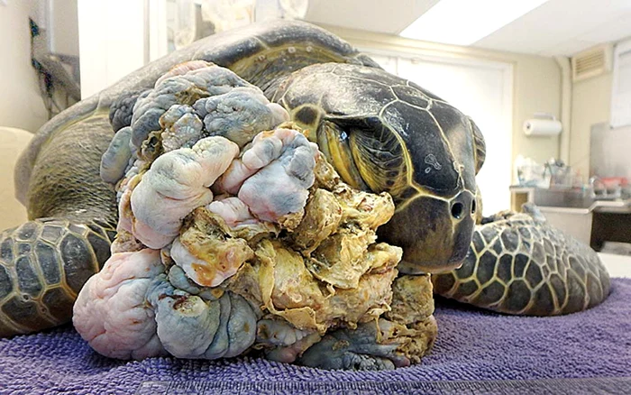 Tumoarea a crescut în zona capului