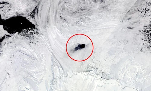 gaura Antartica jpeg