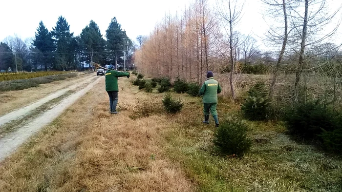 pomi craciun dambovita