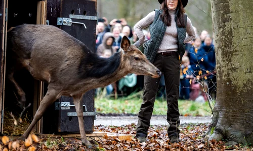 Regina Mary a Danemarcei la rezervația de căprioare, GettyImages (9) (1) jpg