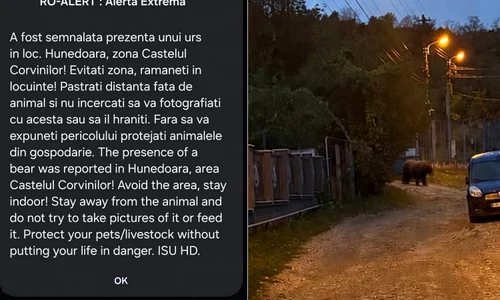 Urs la Castelul Corvinilor  Foto Adevarul jpg