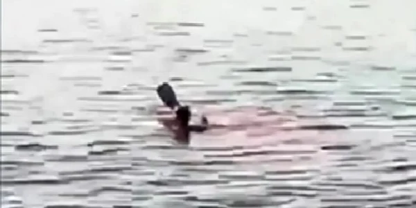 Turista atacata de un rechin in Marea Rosie Captura YouTube