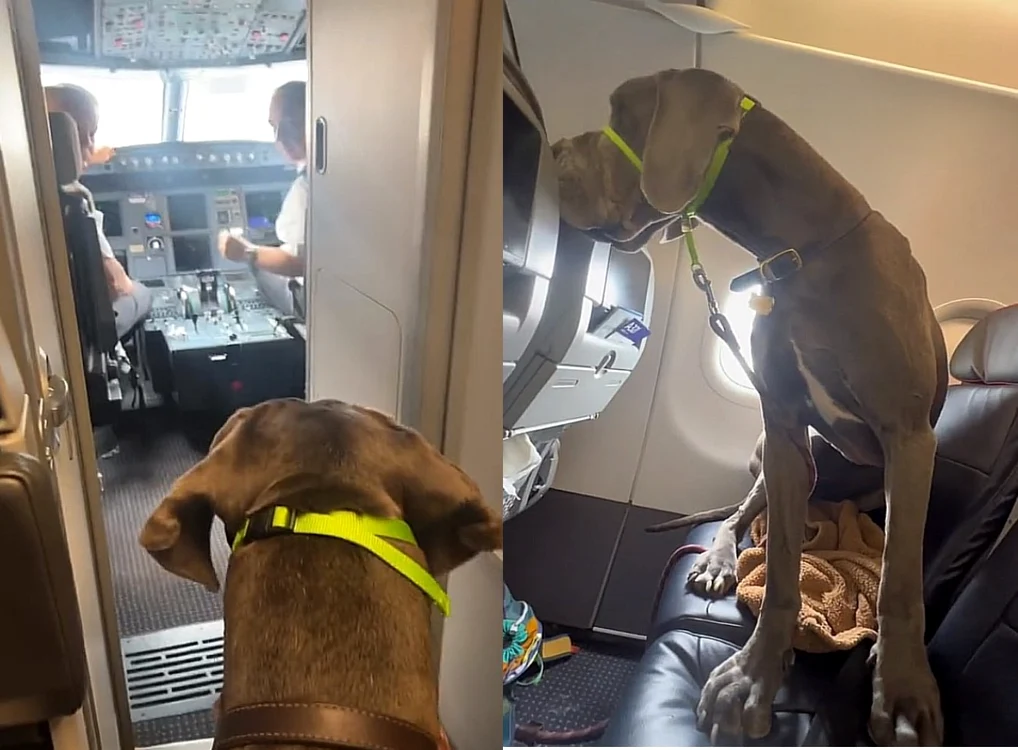 Darwin, pasagerul special al unui zbor American Airlines FOTO Captură Tiktok