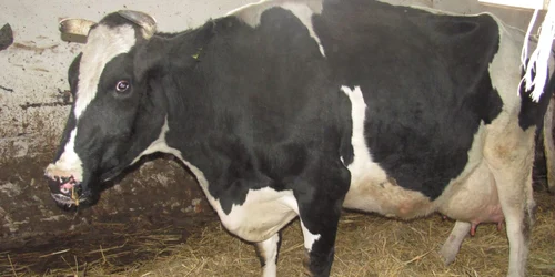 Vaca bolnavă a fost imediat sacrificată