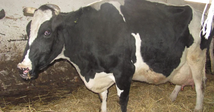 Vaca bolnavă a fost imediat sacrificată