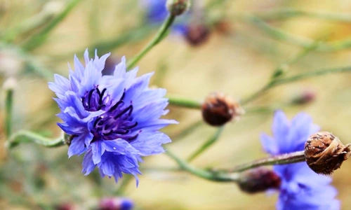 1 71662 original jpg jpeg