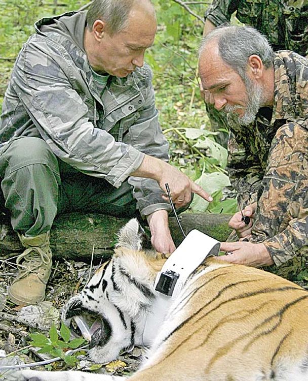 
    Îmblânzeşte tigri  