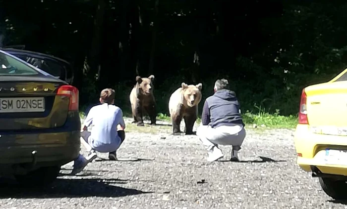 Turștii s-au apropiat de animale, le-au pozat și le-au hrănit, chiar dacă legea interzice clar acest lucruSursa foto:Click