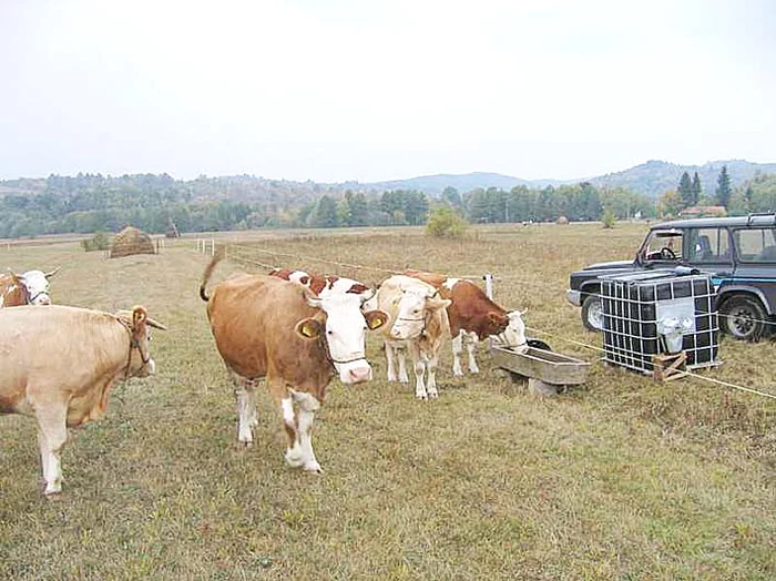 Animalele primesc apă cu porţia de la pompieri
